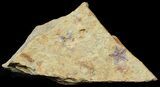 Rare, Cretaceous Starfish (Marocaster) - Morocco #48584-1